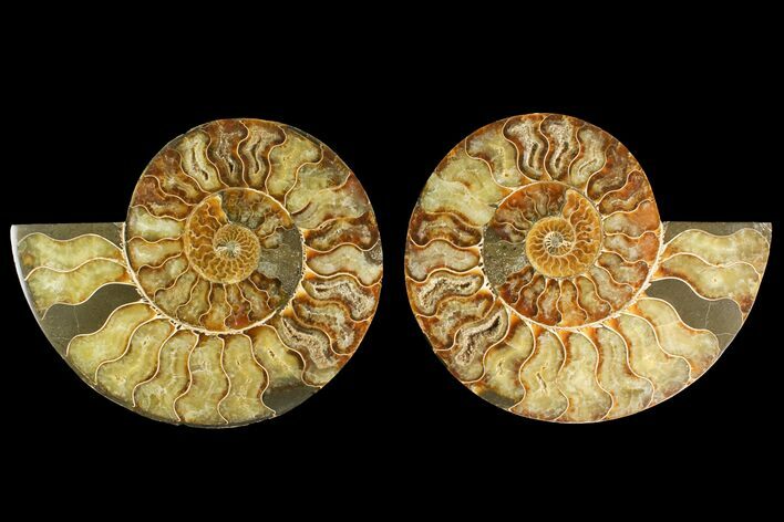 Agatized Ammonite Fossil - Madagascar #135272